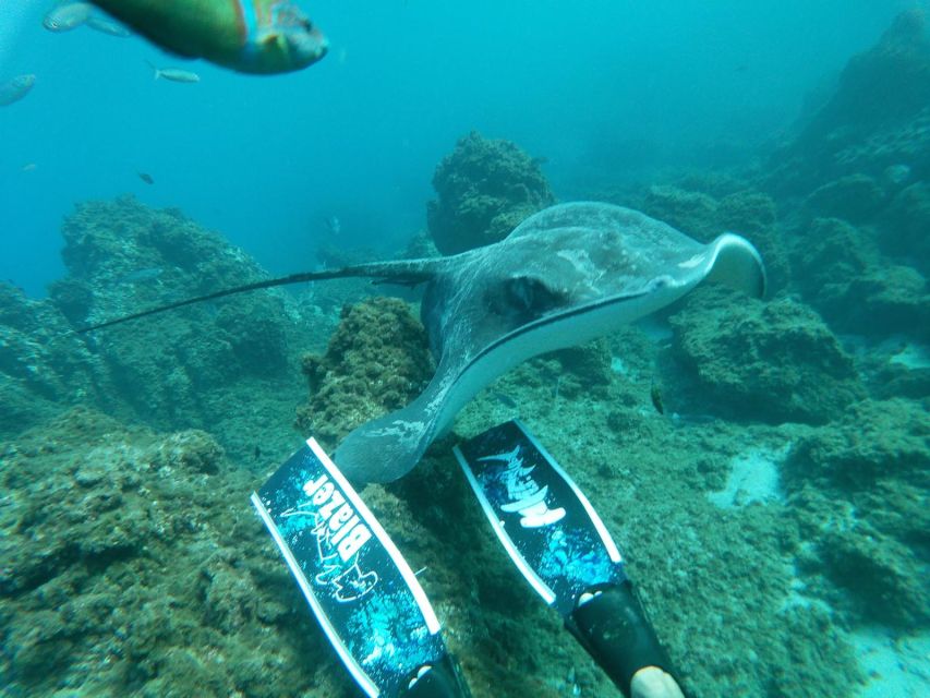 Abades: Tenerife Turtles and Rays Snorkeling Trip - What is included, and what you need to bring