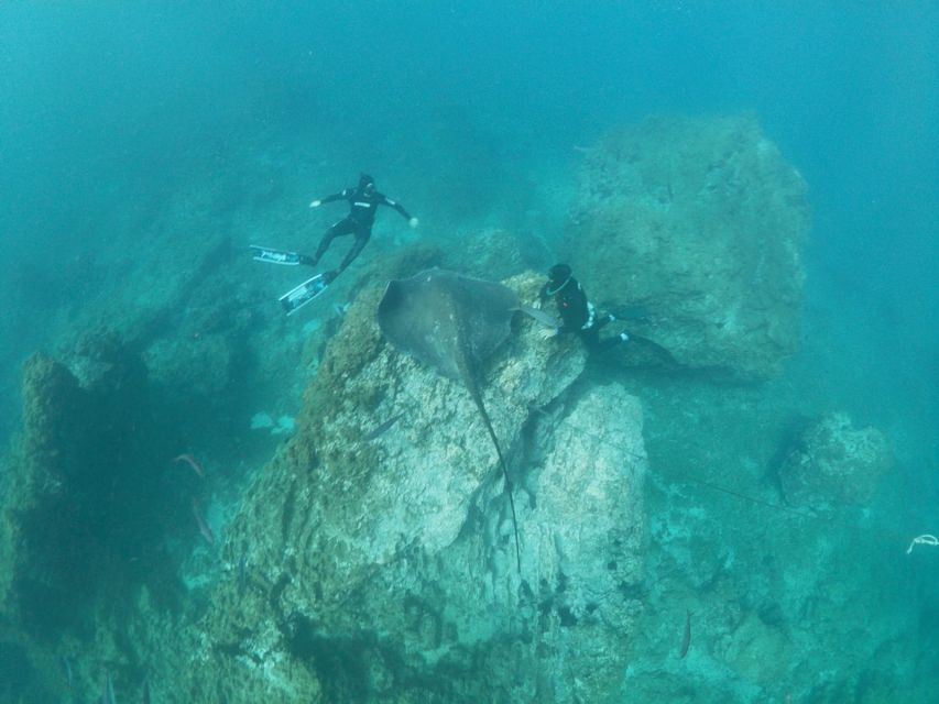 Abades: Tenerife Turtles and Rays Snorkeling Trip - Is $65 a fair price?