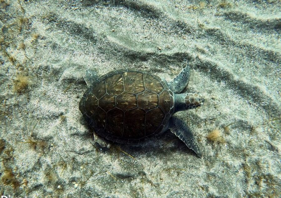 Abades: Tenerife Turtles and Rays Snorkeling Trip - Who will enjoy this snorkel most?