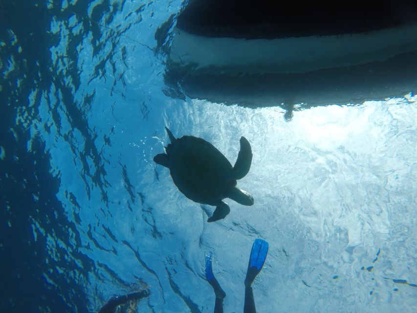 Abades: Tenerife Turtles and Rays Snorkeling Trip - Why the turtles and rays are not guaranteed
