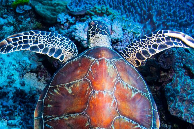 ABC Reef Safaris - Why the small ABC boat matters