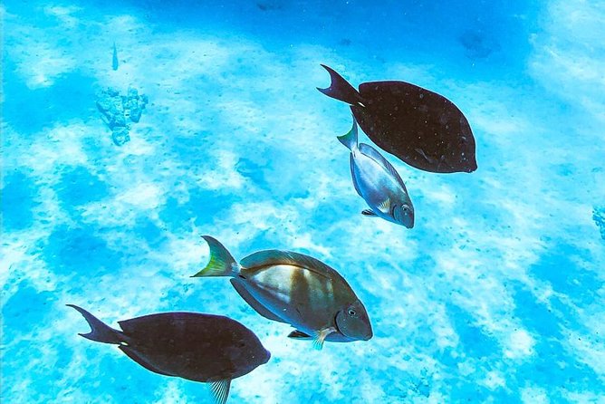 Adults Only Catalina Bay Small Group Snorkel & Sunset Sail - Food, drinks, and the famous grilled cheese