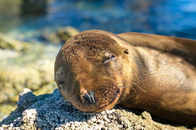 Adventure to Espiritu Santo Island: Snorkel with Sea Lions and Beach - What the marine biologist guide adds