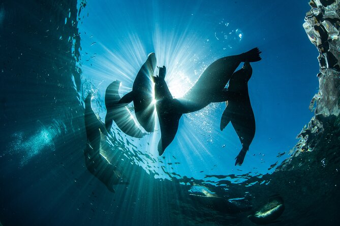 Adventure to Espiritu Santo Island: Snorkel with Sea Lions and Beach - Equipment, swimming ability, and comfort