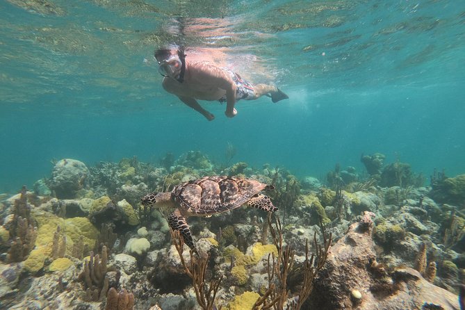 Afternoon Half Day Cruise from Providenciales with Snorkeling and Iguana Island - A reef cruise with more than one main event
