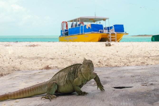 Afternoon Half Day Cruise from Providenciales with Snorkeling and Iguana Island - The boat slide and jump platform