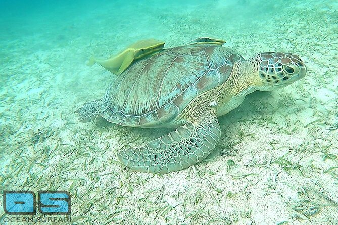 Afternoon Snorkel, Pizza & Sunset Tour departing from St. Thomas & St. John - Booking details and weather planning
