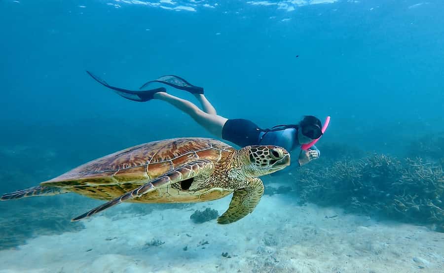 Agnes/1770: Southern Great Barrier Reef Snorkelling Day Trip - Key points to know before booking