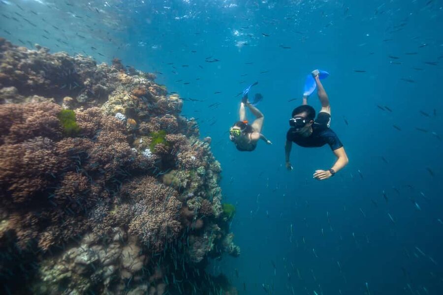 Airlie Beach: Great Barrier Reef Snorkel from Shute Harbour - Bait Reef is the reason to choose this trip