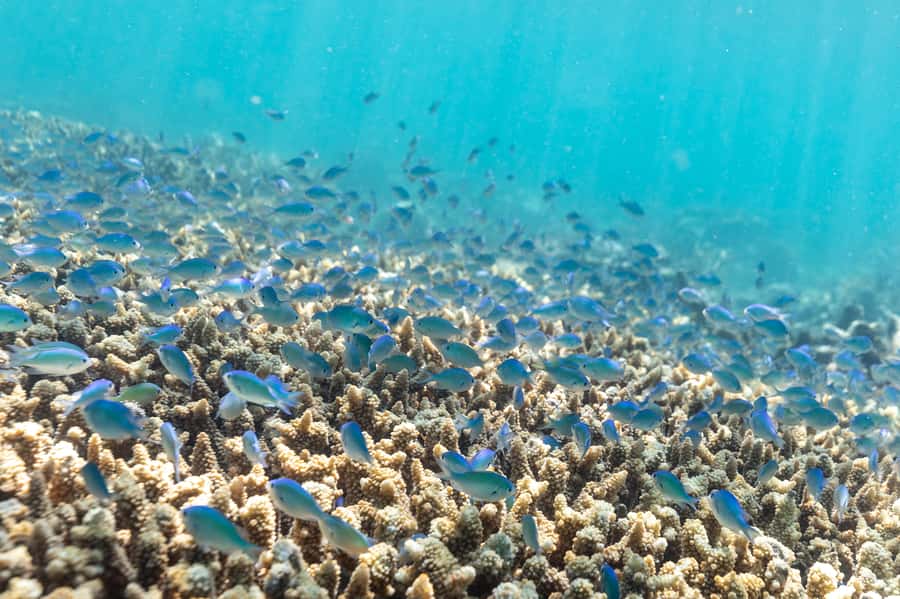 Airlie Beach: Outer Great Barrier Reef Snorkeling Day Trip - Choosing the right reef site for the day