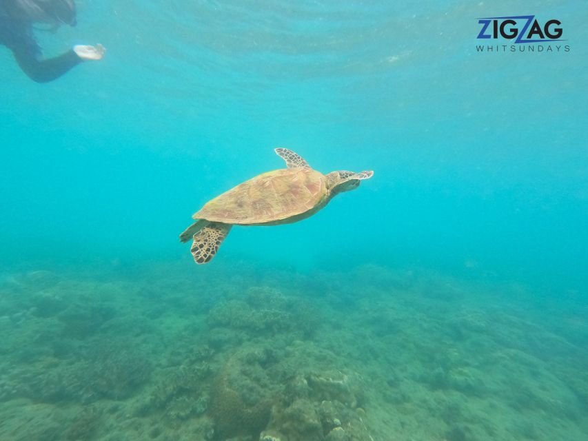 Airlie Beach: Whitehaven Beach Day Tour with Snorkel Option - How the timing works from morning to late afternoon