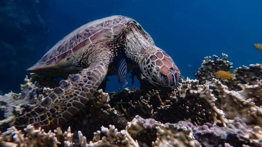 Airlie Beach: Whitsunday Islands Sailing, SUP & Snorkel Tour - Should you book this sailing tour?