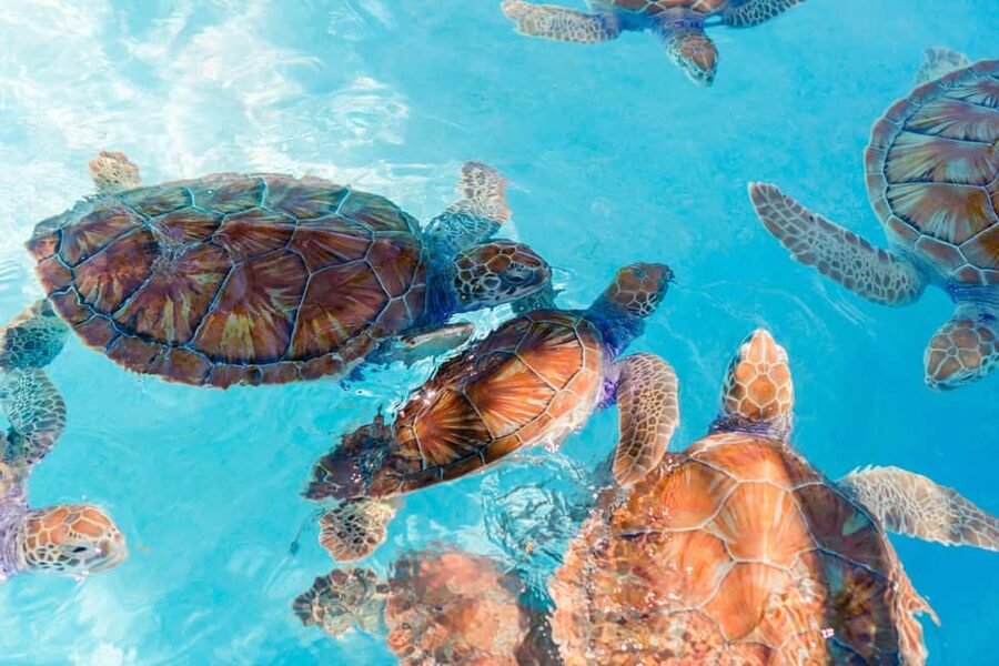 Akumal: Snorkel with Marine Fauna and an Expert Guide - The guided swim through Tsúuk Akumal Natural Park