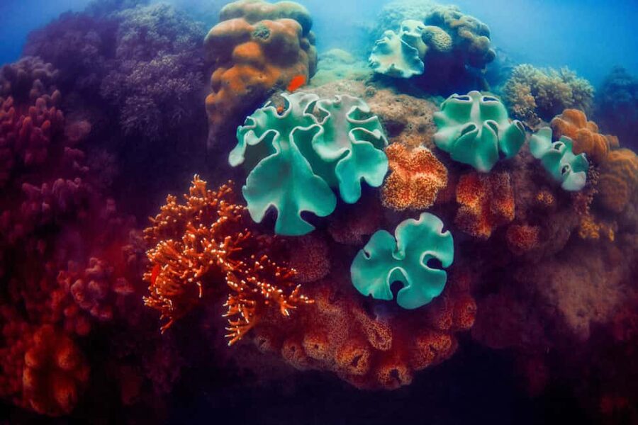 Akumal: Snorkel with Marine Fauna and an Expert Guide - Sea turtles, stingrays, fish, and coral