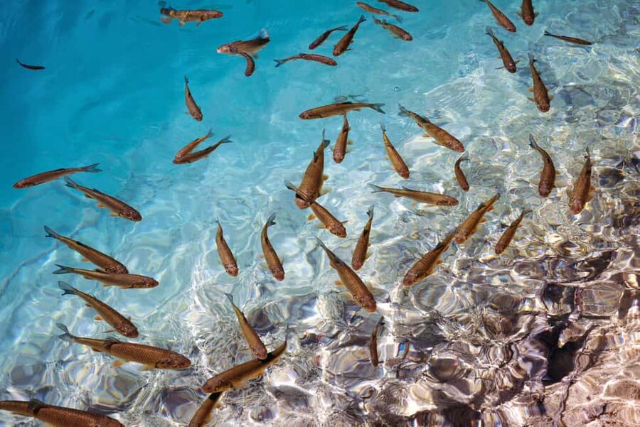 Akumal: Snorkel with Marine Fauna and an Expert Guide - Who will enjoy this tour most