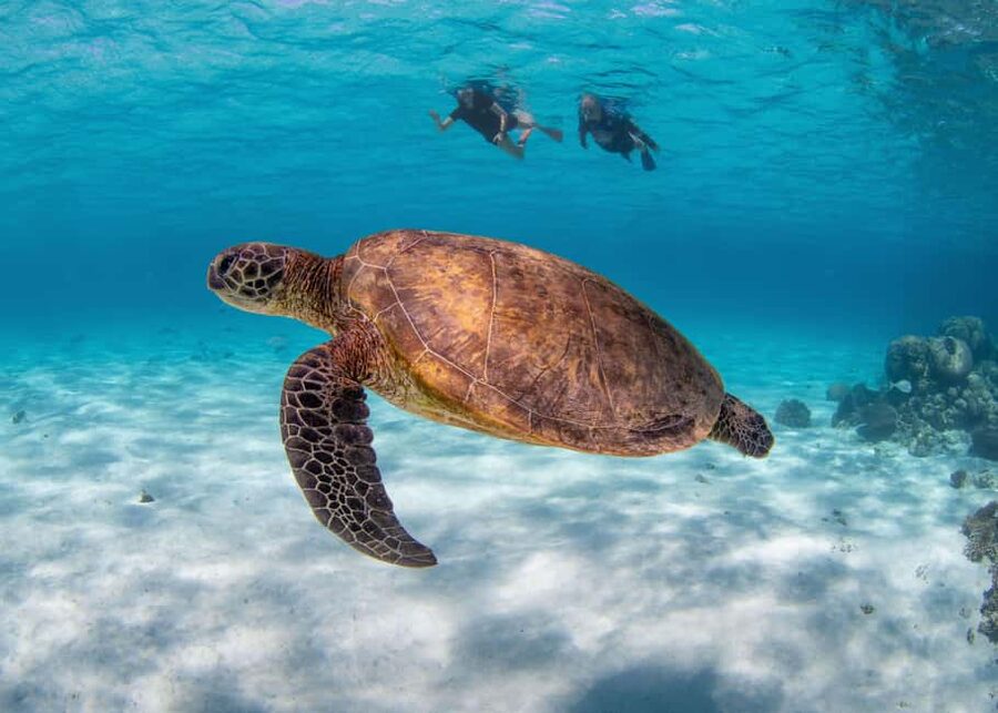 Akumal: Snorkel with Marine Fauna and an Expert Guide - Booking, languages, and cancellation