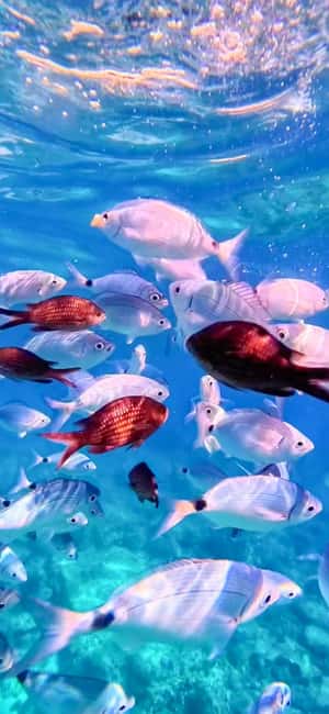 Alghero: Boat Tour and Snorkeling with Aperitif Porto Conte - Who will enjoy this trip most?