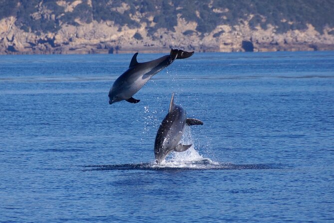 Alghero - Dolphin Watching and Guided Snorkeling (summer tour) - Capo Caccia and Isola Piana from the water
