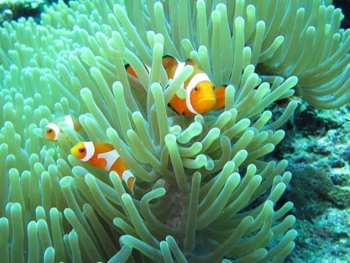 All Include Snorkeling at Menjangan Island - What the $64 Price Really Covers