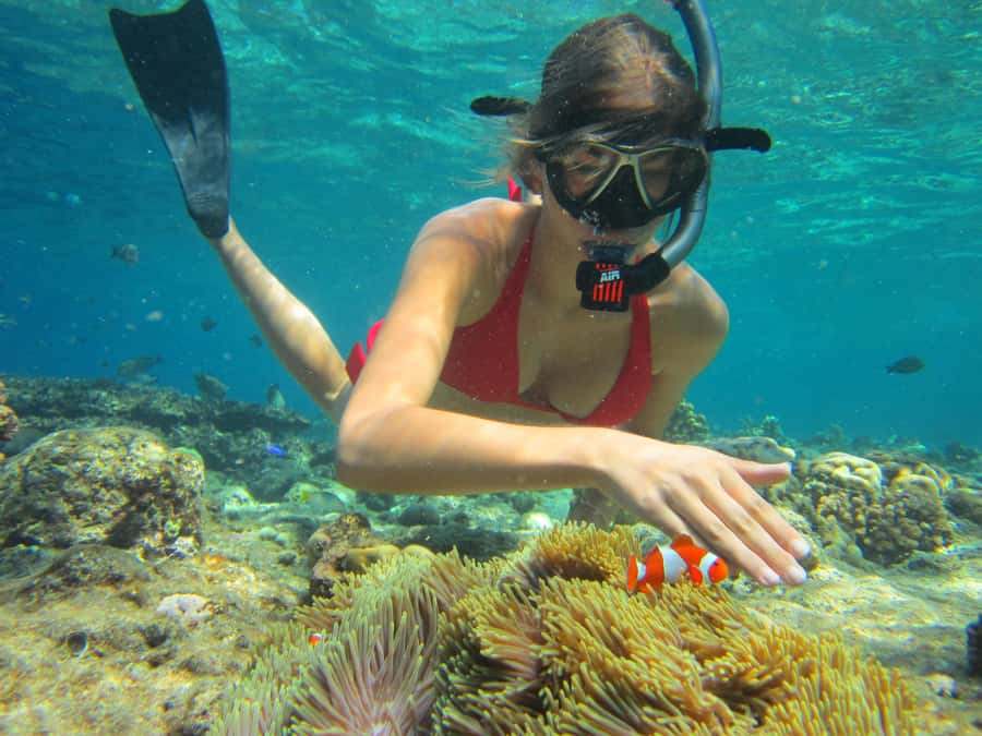 All Include Snorkeling Menjangan Island - From hotel pickup to the island