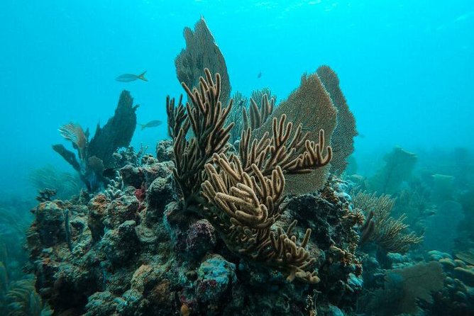 All Inclusive Beach and Snorkel Boat Tour to Icacos Island - Lunch, drinks, and the value of the $140 price