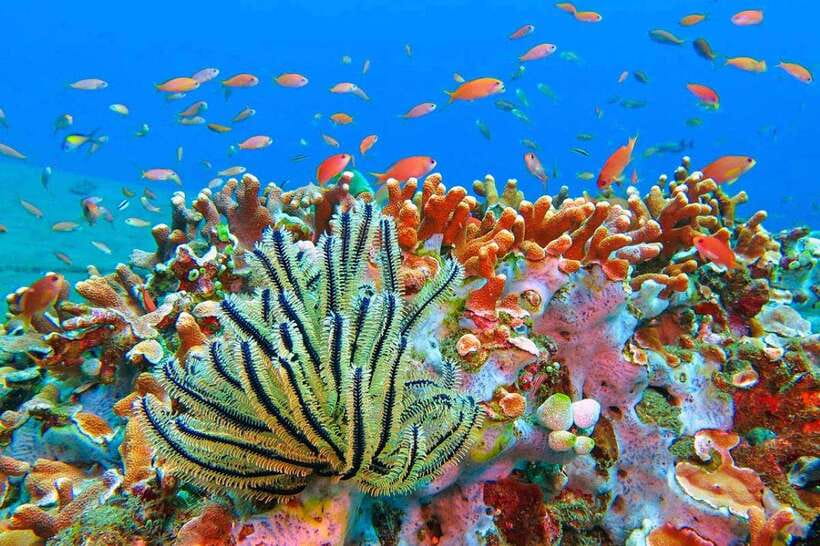 Amed: Snorkeling Tour with Japanese Shipwreck and Coral … - Key points to know before you book