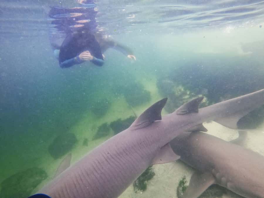 Anna Bay: Irukandji Entry Pass with Reef Shark Snorkel - What the $85 experience actually includes