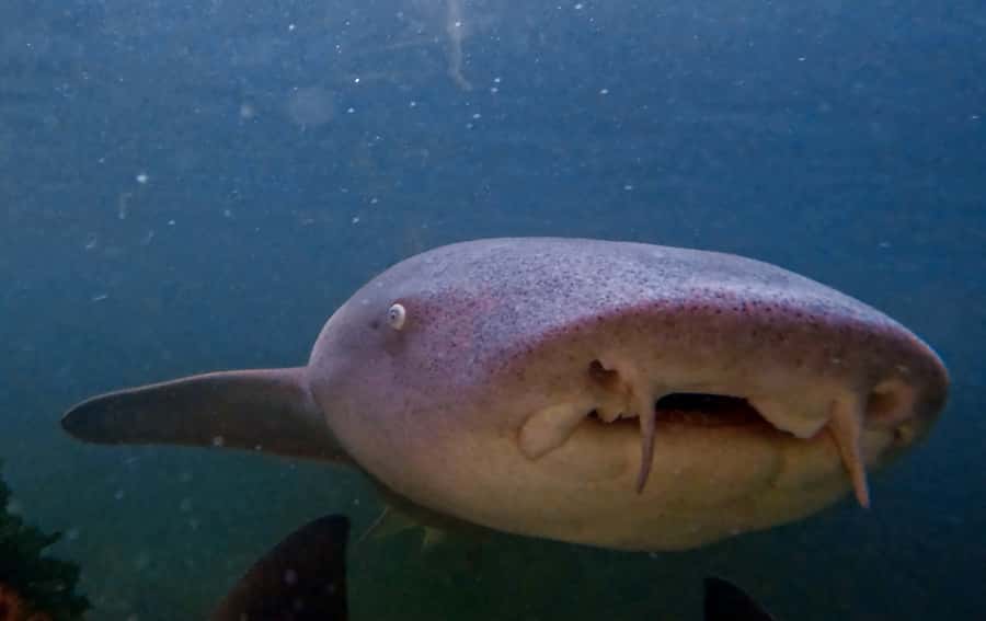 Anna Bay: Irukandji Entry Pass with Reef Shark Snorkel - Floating above the tawny nurse sharks