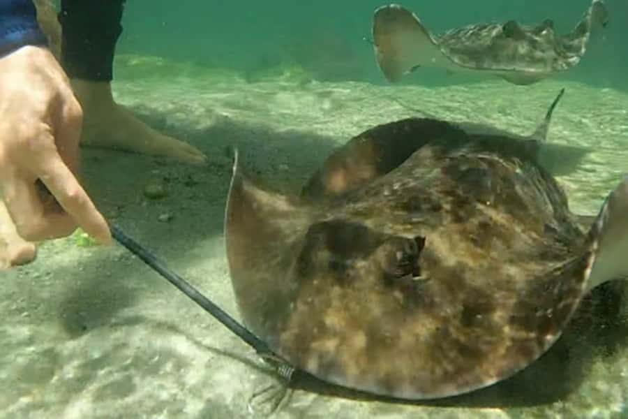 Anna Bay: Irukandji Entry Pass with Reef Shark Snorkel - Who will get the most from this shark encounter