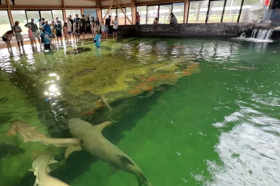 Anna Bay: Irukandji Entry Pass with Reef Shark Snorkel - FAQ