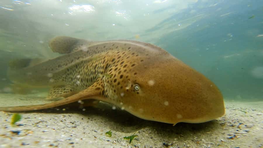 Anna Bay: Irukandji Entry with Zebra Shark Snorkel - Key points before you book