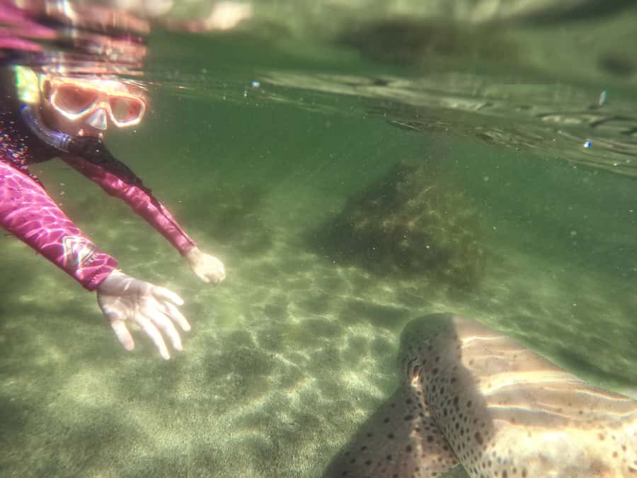 Anna Bay: Irukandji Entry with Zebra Shark Snorkel - Meeting the sharks at Irukandji near Anna Bay