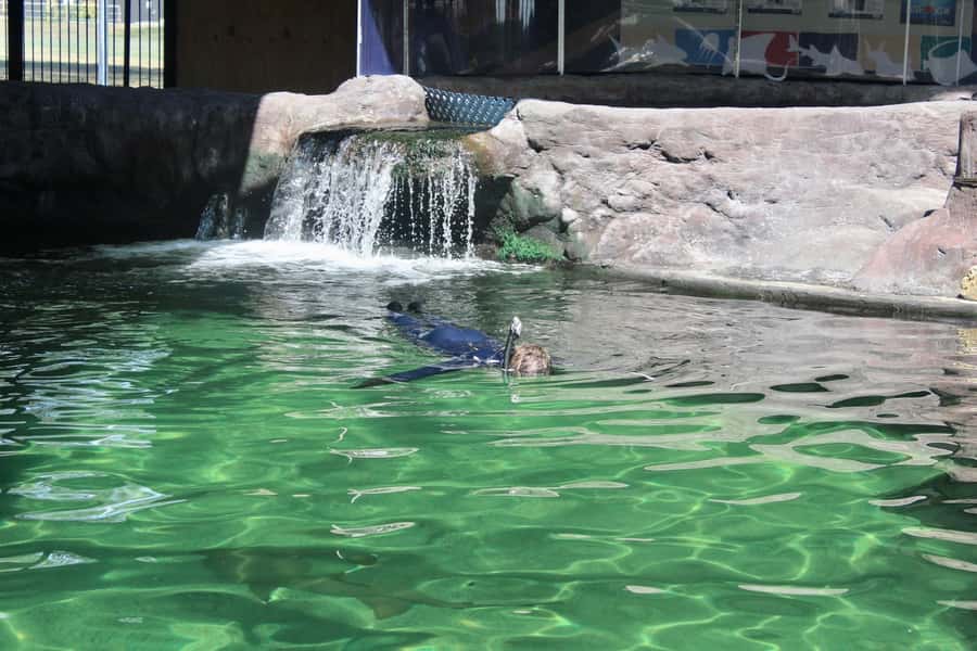 Anna Bay: Irukandji Entry with Zebra Shark Snorkel - Who should book the Zebra Shark Snorkel