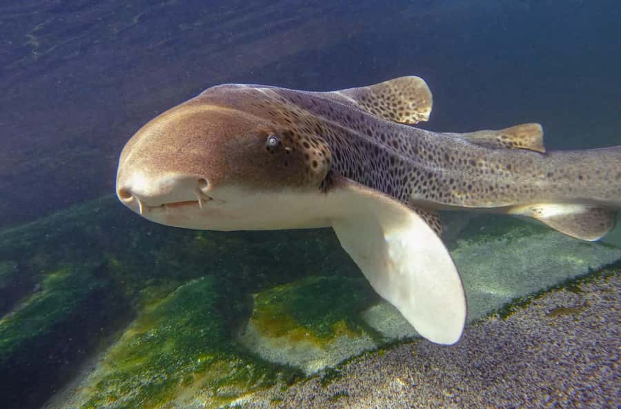 Anna Bay: Irukandji Entry with Zebra Shark Snorkel - Two shallow lagoons, several kinds of sharks and rays