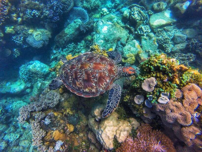 Apo Island Wonders: Snorkel with Sea Turtles in Dumaguete - Why Apo Island is the star of the day