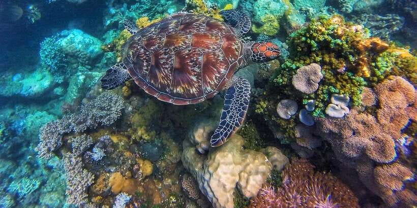 Apo Island Wonders: Snorkel with Sea Turtles in Dumaguete - Three hours of snorkeling beside turtles