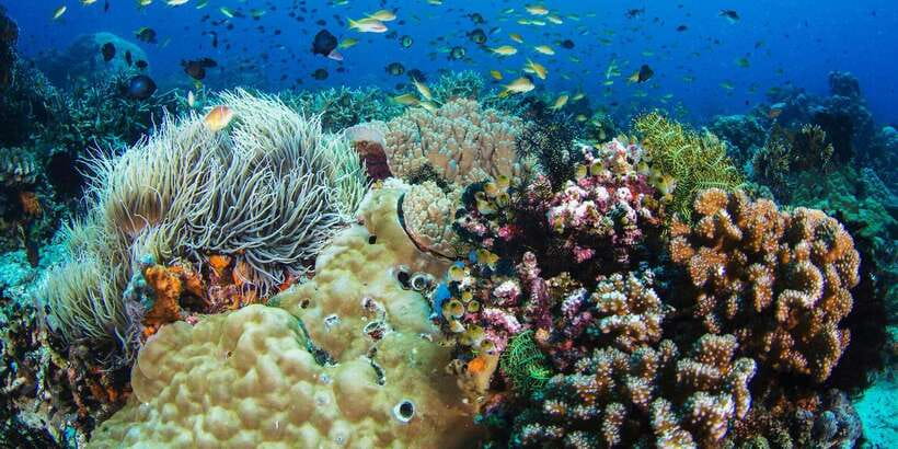 Apo Island Wonders: Snorkel with Sea Turtles in Dumaguete - Coral gardens, fish, and time away from the water
