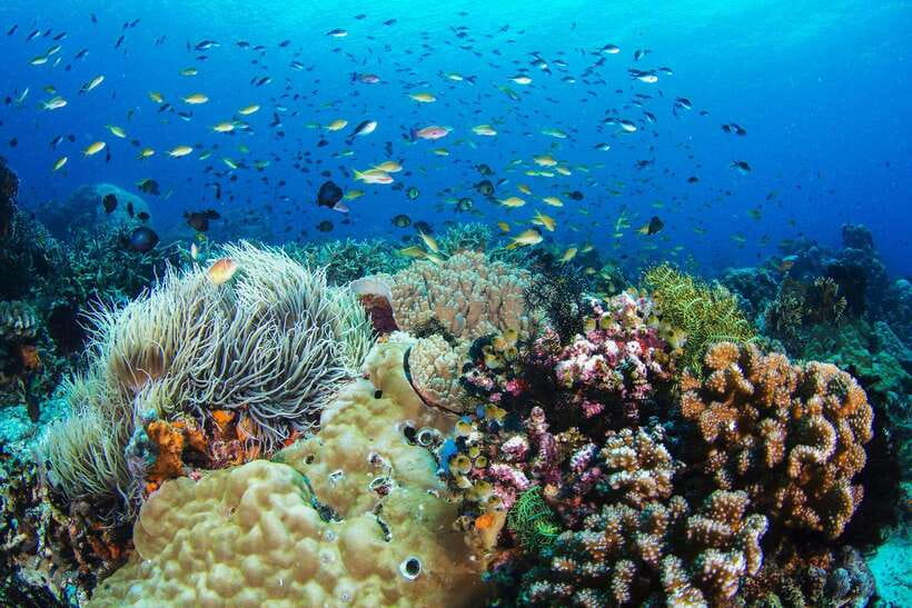 Apo Island Wonders: Snorkel with Sea Turtles in Dumaguete - The early transfer from Dumaguete