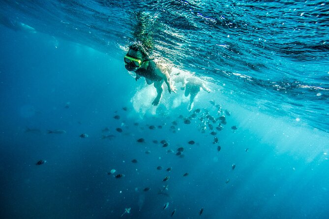 Aruba Afternoon Snorkel Sail aboard Palm Pleasure Catamaran - The SS Antilla: Aruba’s memorable underwater stop