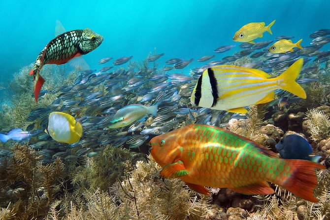 Aruba Mangel Halto and Baby Beach Snorkeling Guided Tour - Who will enjoy this Aruba excursion most