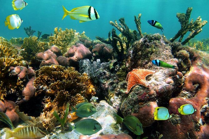 Aruba Snorkeling Tour: Mangel Halto and Baby Beach - What the $115 price really covers