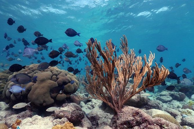 Aruba Snorkeling Tour: Mangel Halto and Baby Beach - Practical details that make the day easier