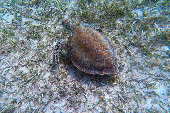 Aruba Turtle Spotting Snorkeling Adventure - Finding turtles in the first minutes