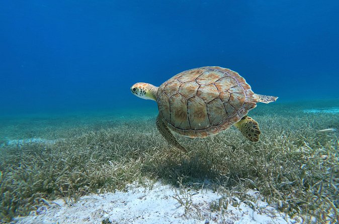 Aruba Turtle Spotting Snorkeling Adventure - Why a private hour can be worth $75