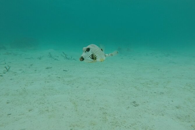 Aruba Turtle Spotting Snorkeling Adventure - Jonathan’s style suits nervous beginners