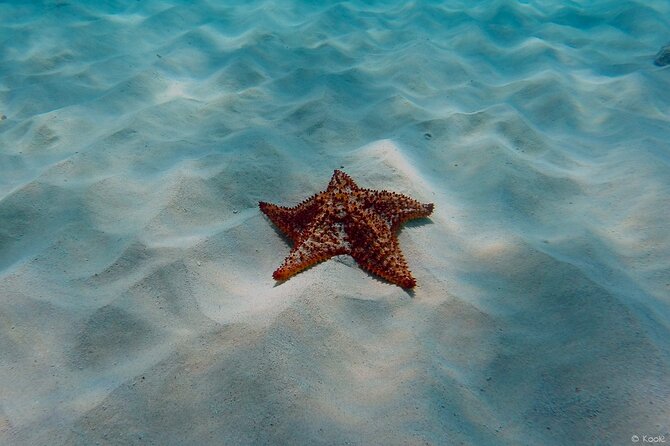 Aruba Turtle Spotting Snorkeling Adventure - The one-hour schedule has pros and cons