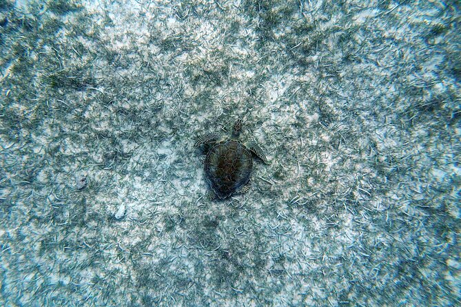 Aruba Turtle Spotting Snorkeling Adventure - Weather can change the plan