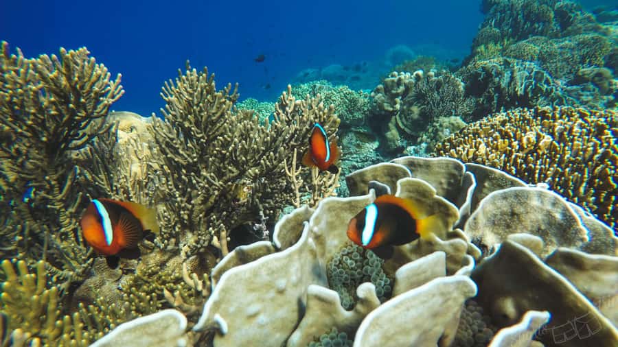 Bali: All-Inclusive Blue Lagoon & Tanjung Jepung Snorkeling - Key points to know before booking