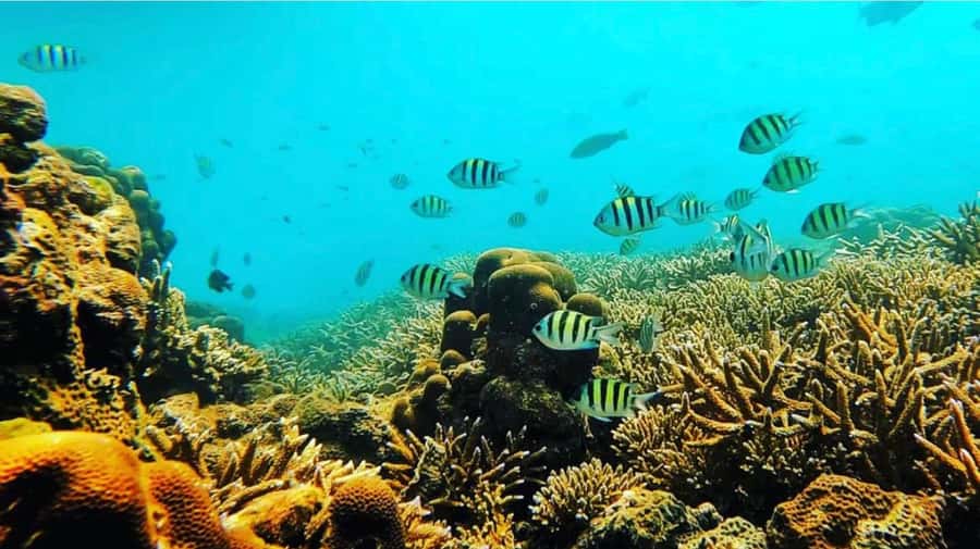 Bali: All-Inclusive Blue Lagoon & Tanjung Jepung Snorkeling - My verdict: a practical east Bali water day