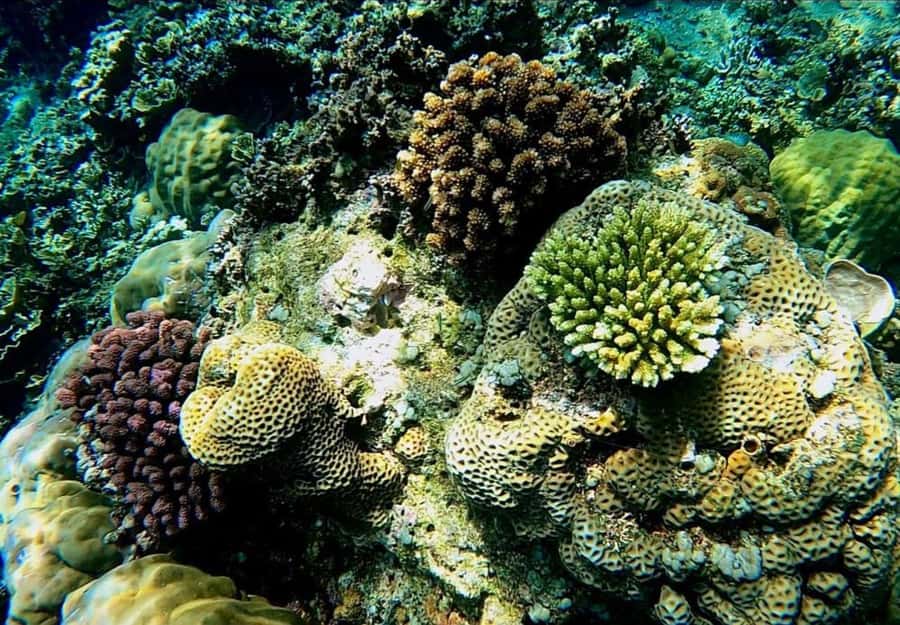 Bali/Amed: Underwater Temple Snorkeling Experience - Is $40 good value?